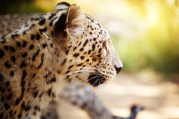 Naklejka na ściany i meble Leopard head close up