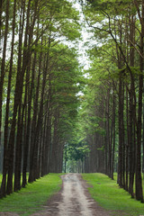 Fototapeta premium Dirt road heading to the pine forest.