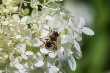 Blumen und Bl&uuml;ten mit Bienen