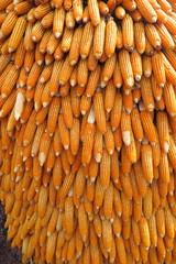 Giant pillar made of corn ears in the botany garden
