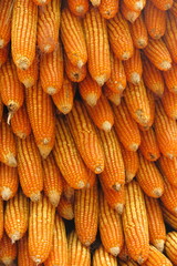 Giant pillar made of corn ears in the botany garden