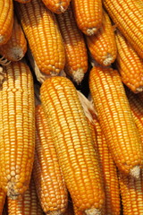 Giant pillar made of corn ears in the botany garden