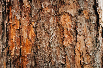 Naklejka premium Bark texture of pine tree