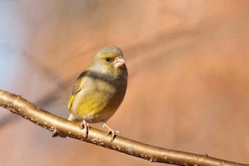 Greenfinch (Carduelis chloris) on a twig
