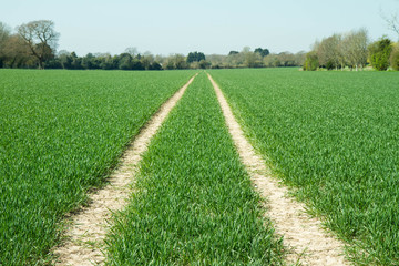 Path in the middle of a field