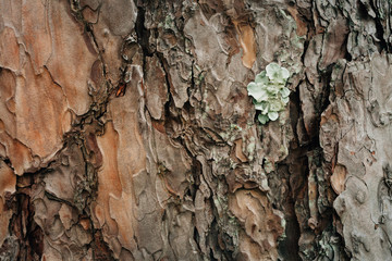 Bark texture of pine tree
