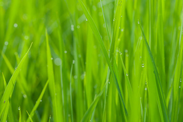 Fototapeta na wymiar Paddy field in the morning with dew drop, Selective focus