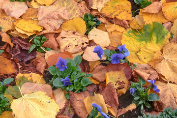 PappelblaetterStiefmuetterchen