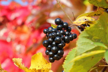 HerbstBlaetterBeeren