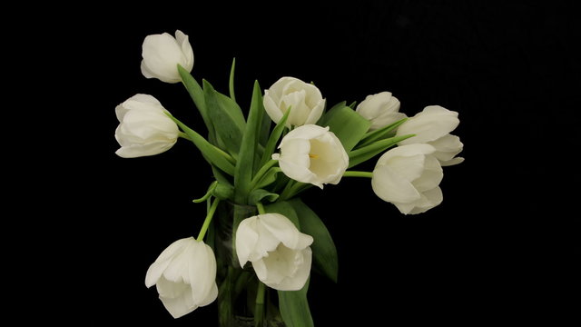 White Tulips Opening Time Lapse 4k