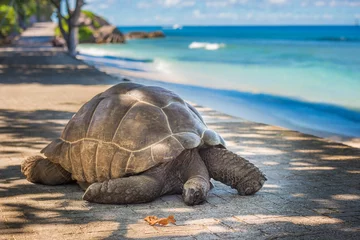 Foto op Plexiglas Seychelles giant tortoise © javarman