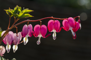 dicentra fuchsia in the garden