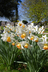 Narcissus flowers blooming