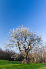 Obraz premium spring over the branches