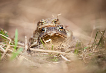 Mating frogs