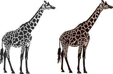giraffe - obrazy, fototapety, plakaty