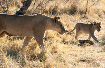 Lions, Botswana