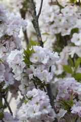 Obraz premium white flowers on tree