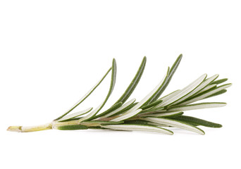 Fototapeta premium rosemary herb spice leaves isolated on white background cutout