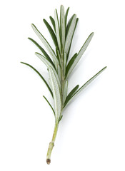 rosemary herb spice leaves isolated on white background cutout