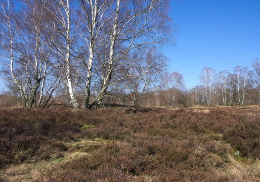 Heidelandschaft-Wittmoor-Hamburg