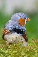 zebra finch - Taeniopygia guttata