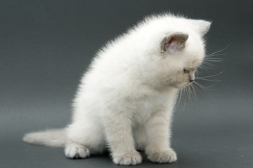 nice cute british kitten