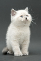 Fototapeta na wymiar nice cute british kitten