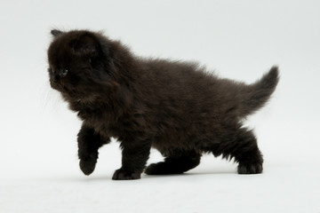 nice cute black british kitten