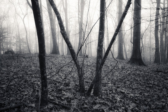 Monochrome image autumn foggy forest