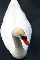 Obraz premium Cygne blanc qui nage