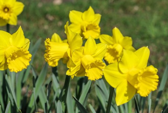 Osterglocke - daffodil 25