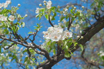 Flowering pear tree in spring garden