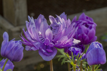 anemone coronaria in the garden