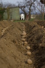 Planting potatoes.