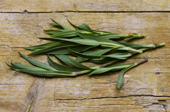 Silene vulgaris Bladder campion Sclopit Смолёвка обыкновенная