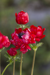 anemone coronaria in the garden