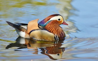 Mandarin duck swimming