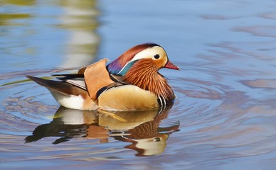Mandarin duck swimming