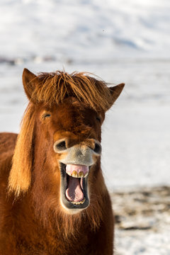 Cavallo Islandese