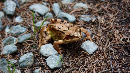 Frosch