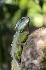 lizard at a rock in tropical area