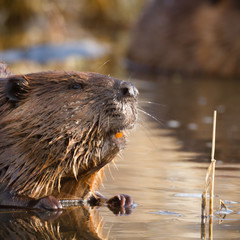 beaver