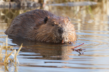 beaver