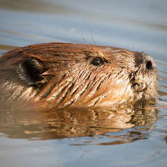 beaver