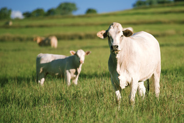 Group of cows including a baby cow in the outback.