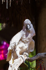 White Cockatoo