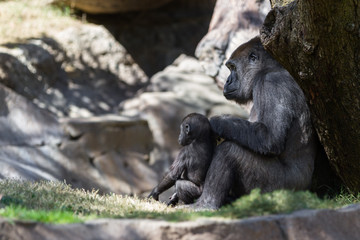 baby gorilla and mom