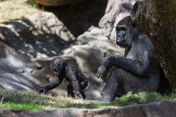 baby gorilla and mom