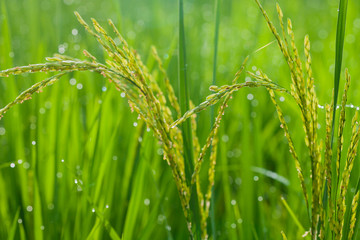 Rice spike in the paddy field